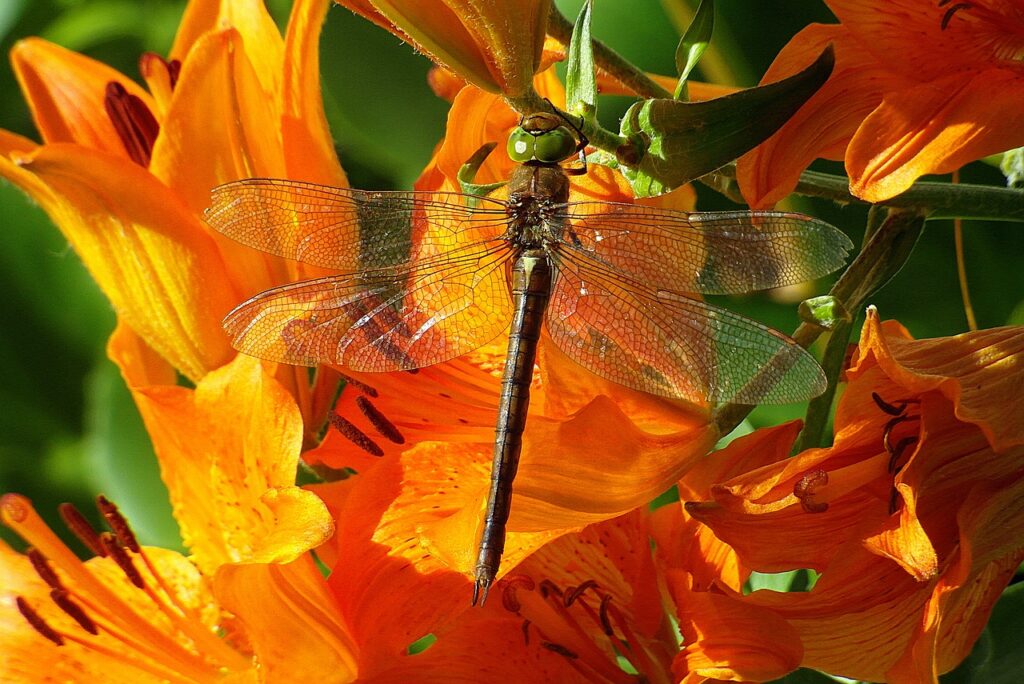 dragonflies różnoskrzydłe, szablak, invertebrates-4806665.jpg