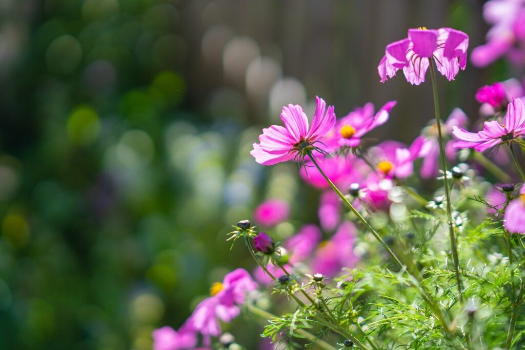 garden cosmos, flowers, plant-7559568.jpg